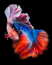 BattleÃ¢â¬â¹ Betta fish